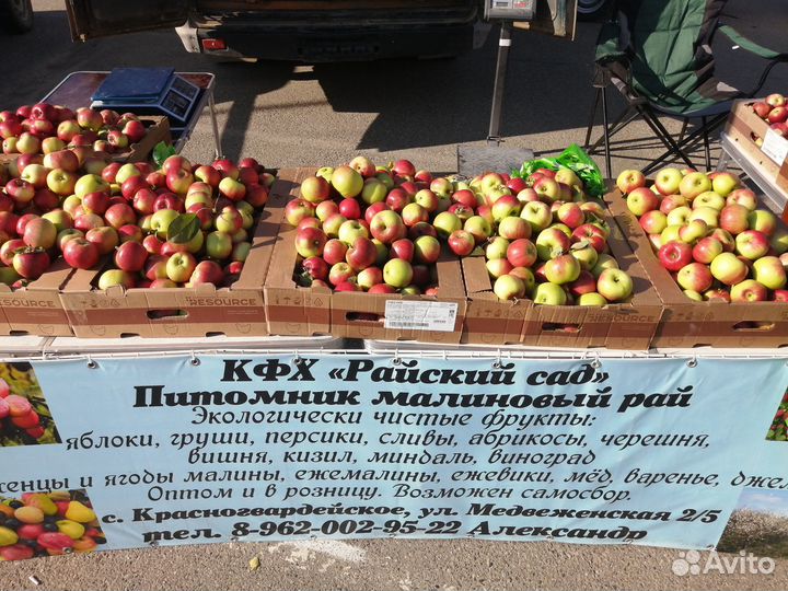 Яблоки домашние флорина. оптом