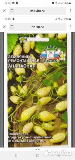 Земляника Ананасная (ремонтантная)