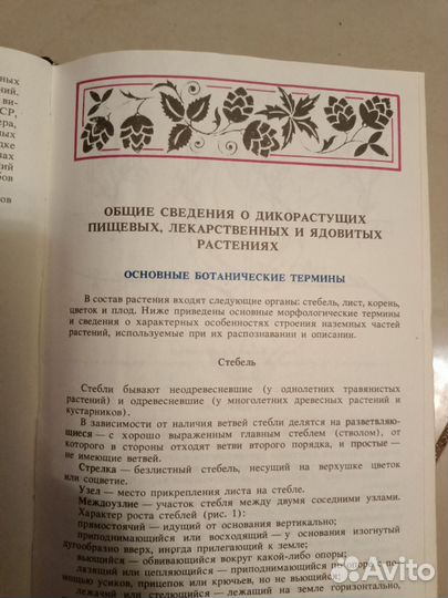 Дикорастущие растения и грибы 1993 г