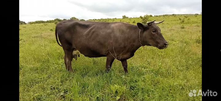 Коровы дойные