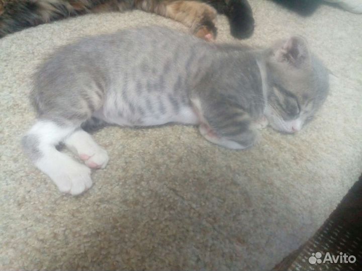 Кошка в дар