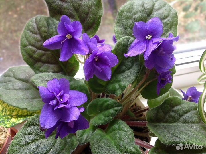 Фиалка цветущая фиолетовая
