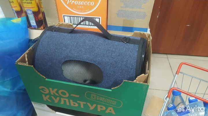 Кошечка в беде