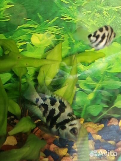 Бирюзовая панда,сапфировый попугай