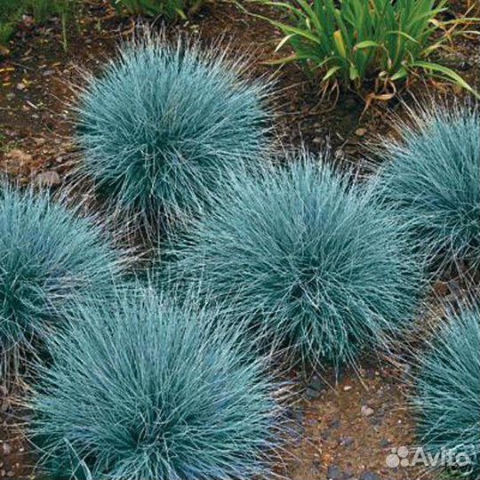 Овсяница сизая Лазурит