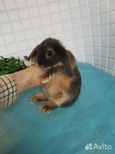 Голубые огневки, карликовые бараны