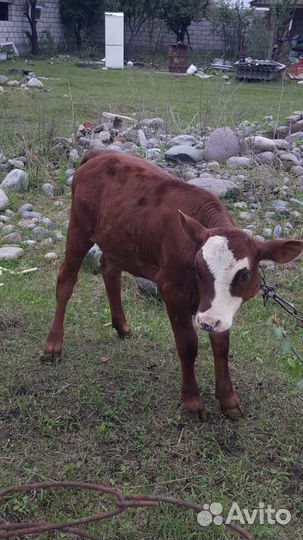 Телята девочки