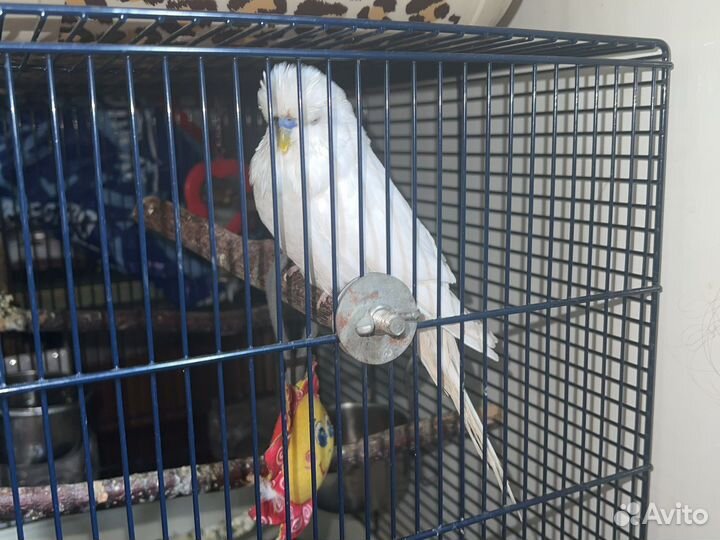 Шикарнейший ввп