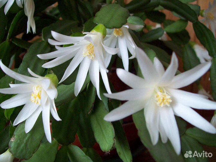 Набор рипсалидопсисов