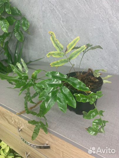 Папоротник