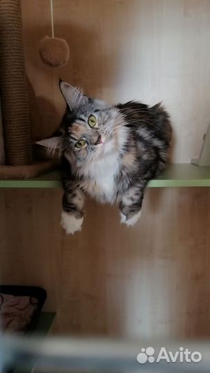 Гостиница для кошек передержка