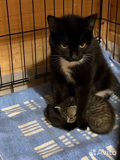 Кошка