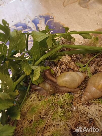 Улитки ахатины