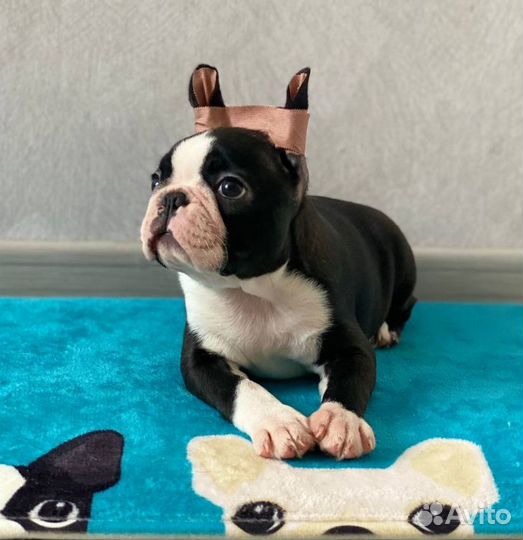 Щенок бостон терьер
