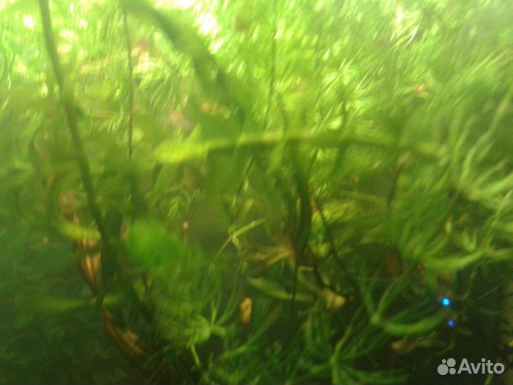 Водоросли для аквариума