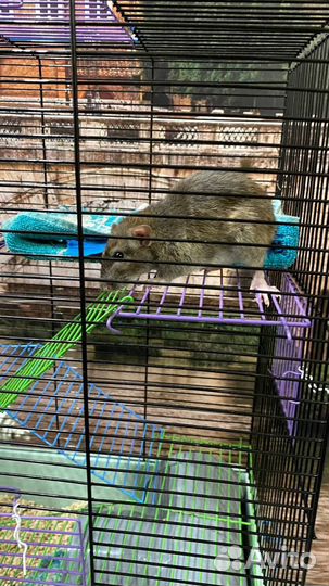 Крыса дамбо с клеткой