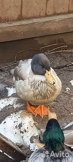 Селезнь Кряква необычного окраса