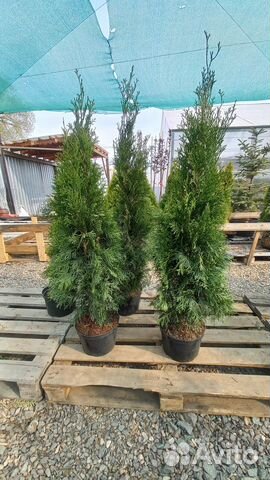 Туя Смарагд