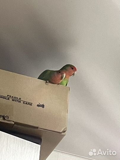 Попугайи неразлучники с клеткой