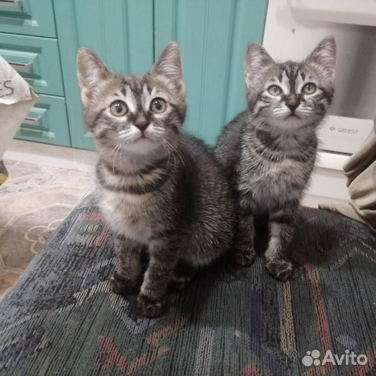 Котята в добрые руки бесплатно