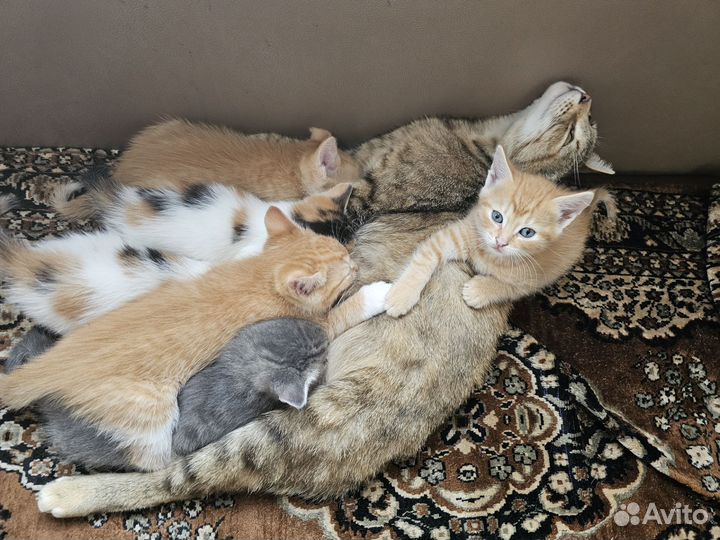 Котята в добрые руки