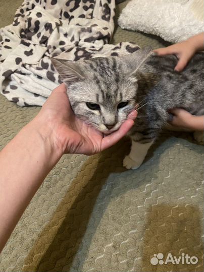 Отдам кота в добрые руки