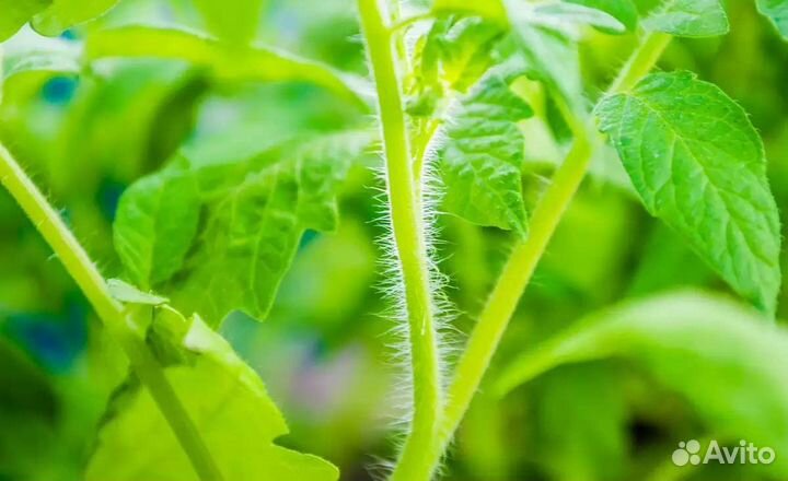 Рассада томатов