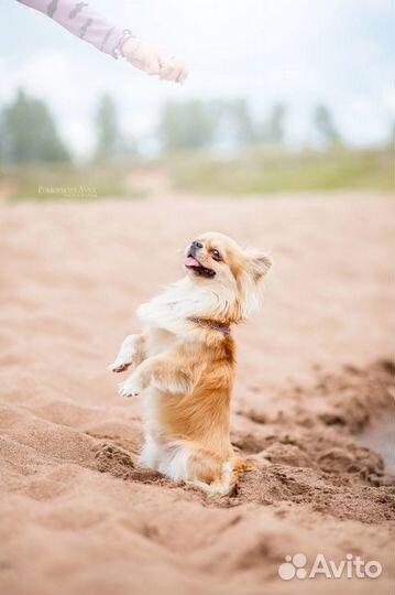 Вязка кобель чихуахуа