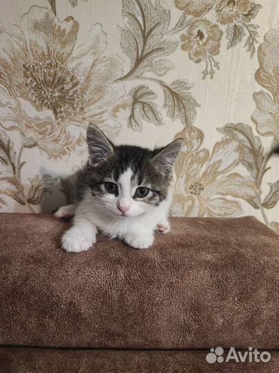 Милая крошка котенок 1.5 мес в дар