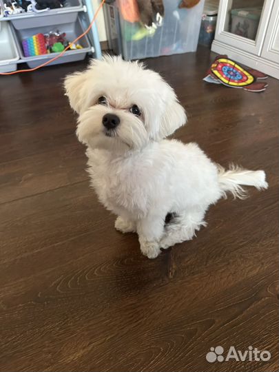 Мальтезе мини мальчик