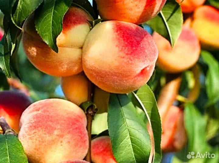 Саженцы плодовых деревьев