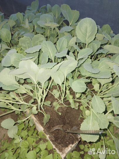 Рассада капусты, слава, московская, ранняя.итд