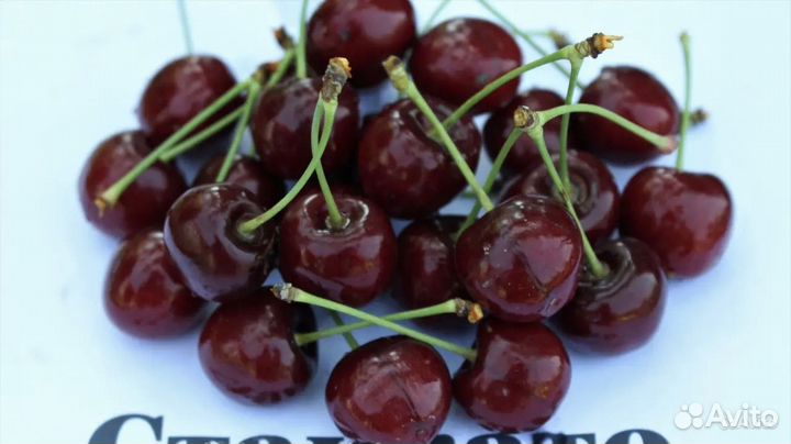 Саженцы очень крупной черешни Стаккато