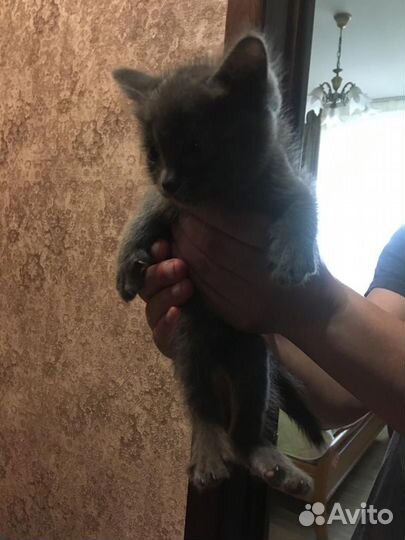 Отдам котят в добрые руки