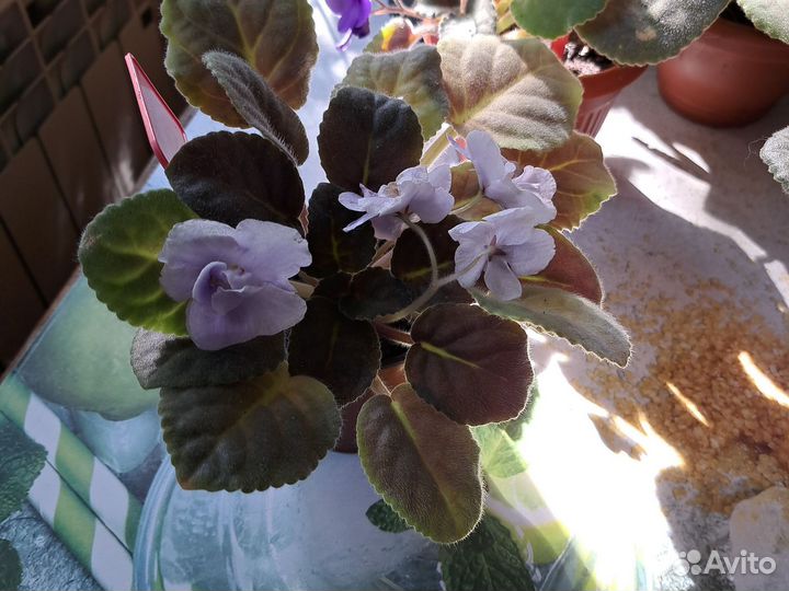 Фиалка в горшках взрослые растения