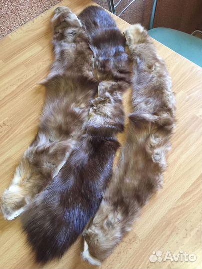 Шкурка животного соболь