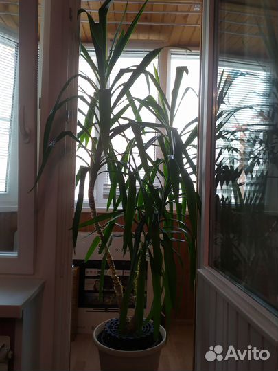 Комнатные растения цветы большие