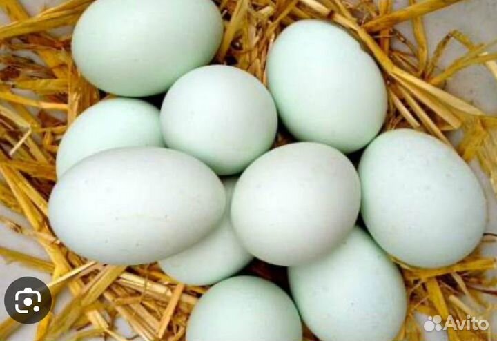 Инкубационное яйцо