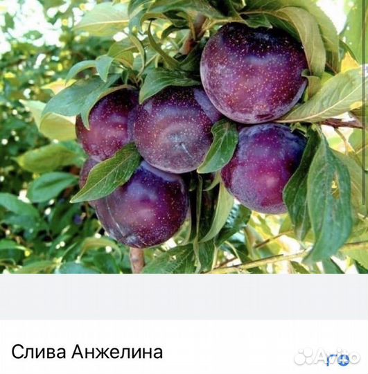 Саженцы колоновидной сливы