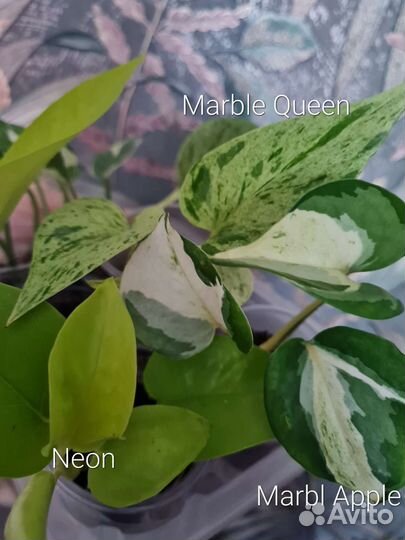 Эпипремнум 7 сортов