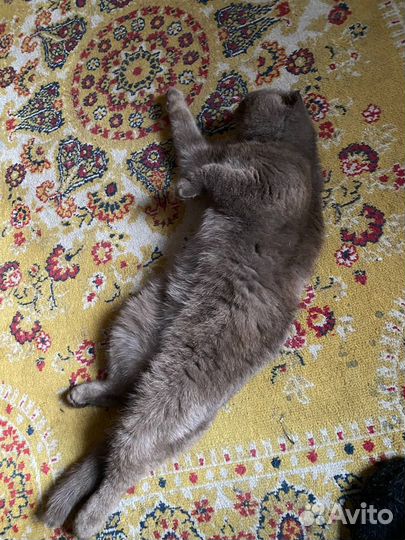 Кошки вислоухие