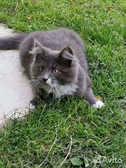 Кошка в дар бесплатно русская голубая