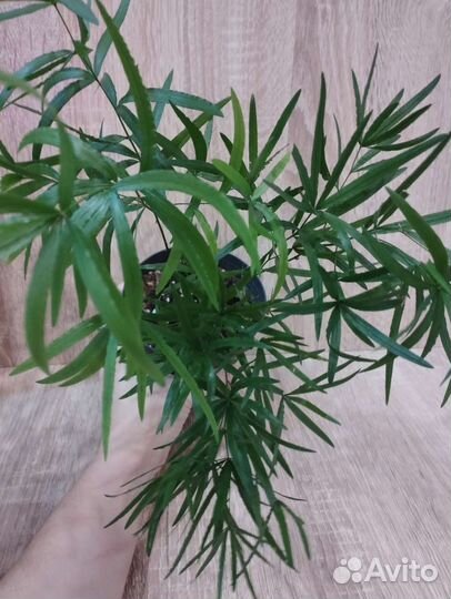 Аспарагус серповидный