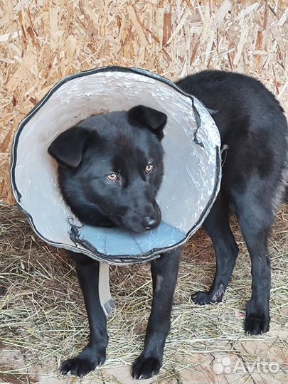 Пёс молодой