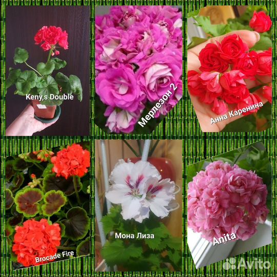 Пеларгония герань