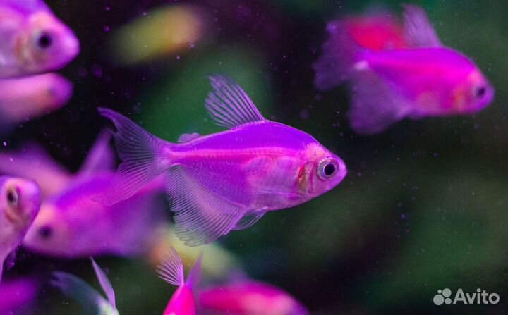 Тернеция Гло Фиш