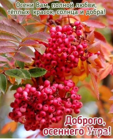 Мускусные утки