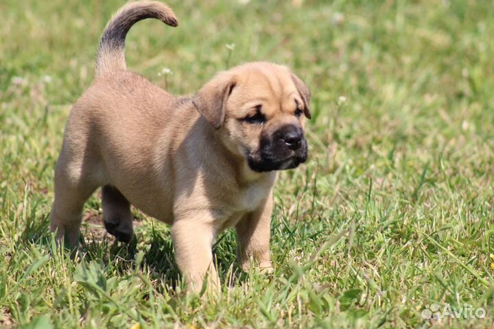 Супер щенки Ка Де Бо