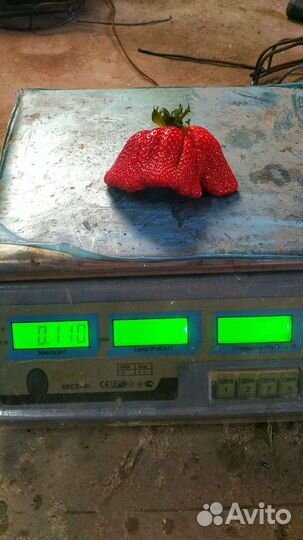 Рассада клубники Джоли