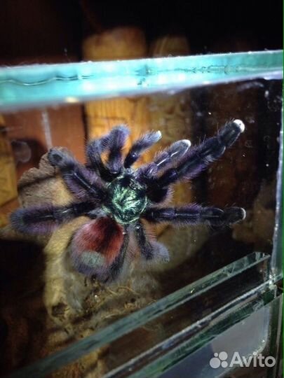 Пауки птицееды